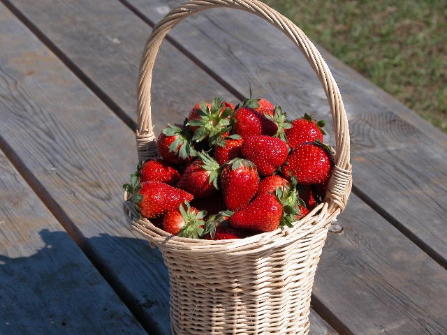 basket of berries.JPG (213202 bytes)