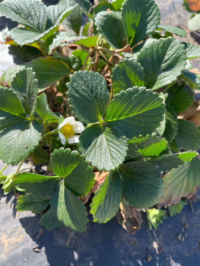 White strawberry blossom on a plant