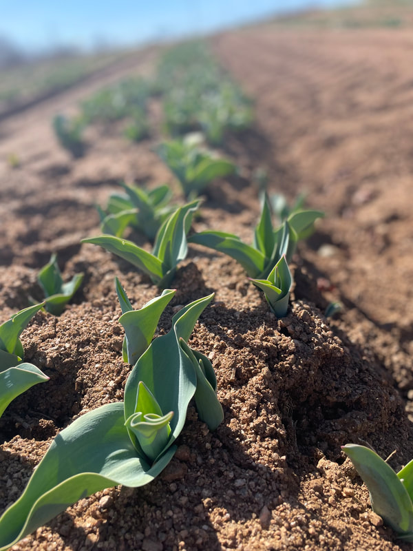 Green Tulips sprouting from ground